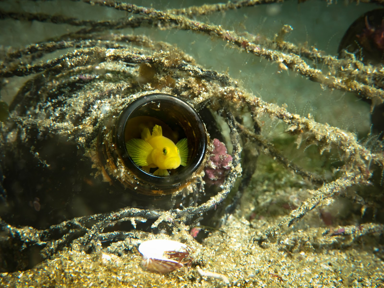 海水魚水槽 でハゼの仲間を飼いたい 記憶に残したいときのメモ帳