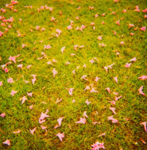 grass