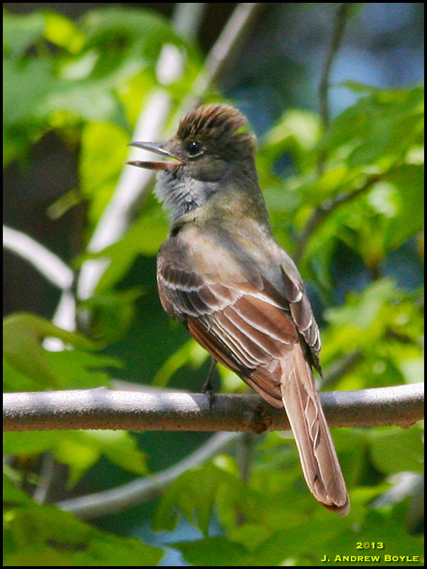 Great-Crested Flycatcher