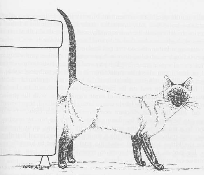 Mon Chat Urine Partout Comment Faire Pour Qu Il Arrete Vetocourtiade