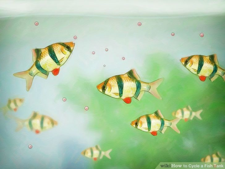 Cycle a Fish Tank Step 3.jpg
