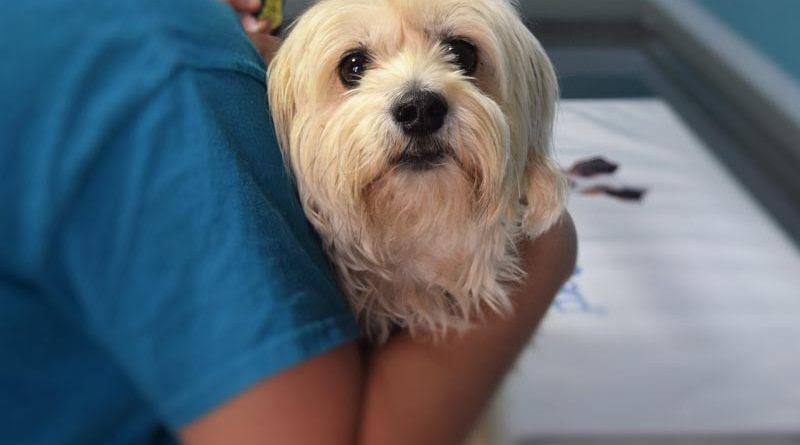Cushing Syndrom Beim Hunde Hunde123 De