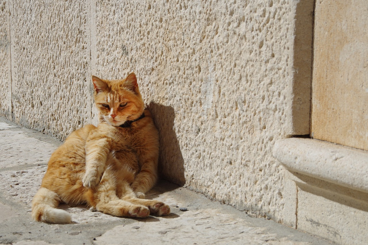 猫のおしりが汚い原因は 下痢うんちの拭き方や肛門腺絞りの方法について
