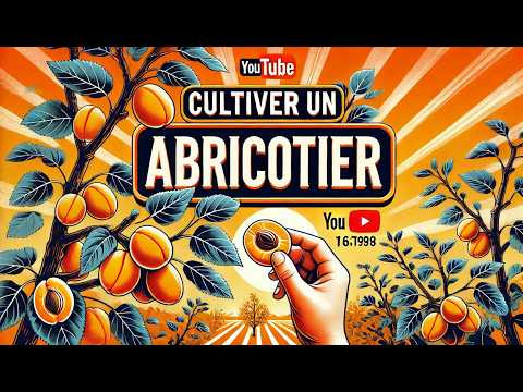 L abricotier