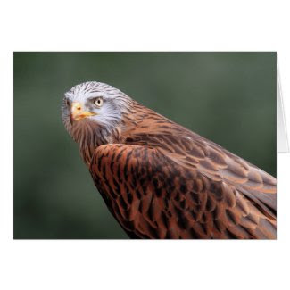 Red Kite card