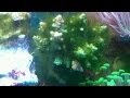 Hair Algae Saltwater Tank