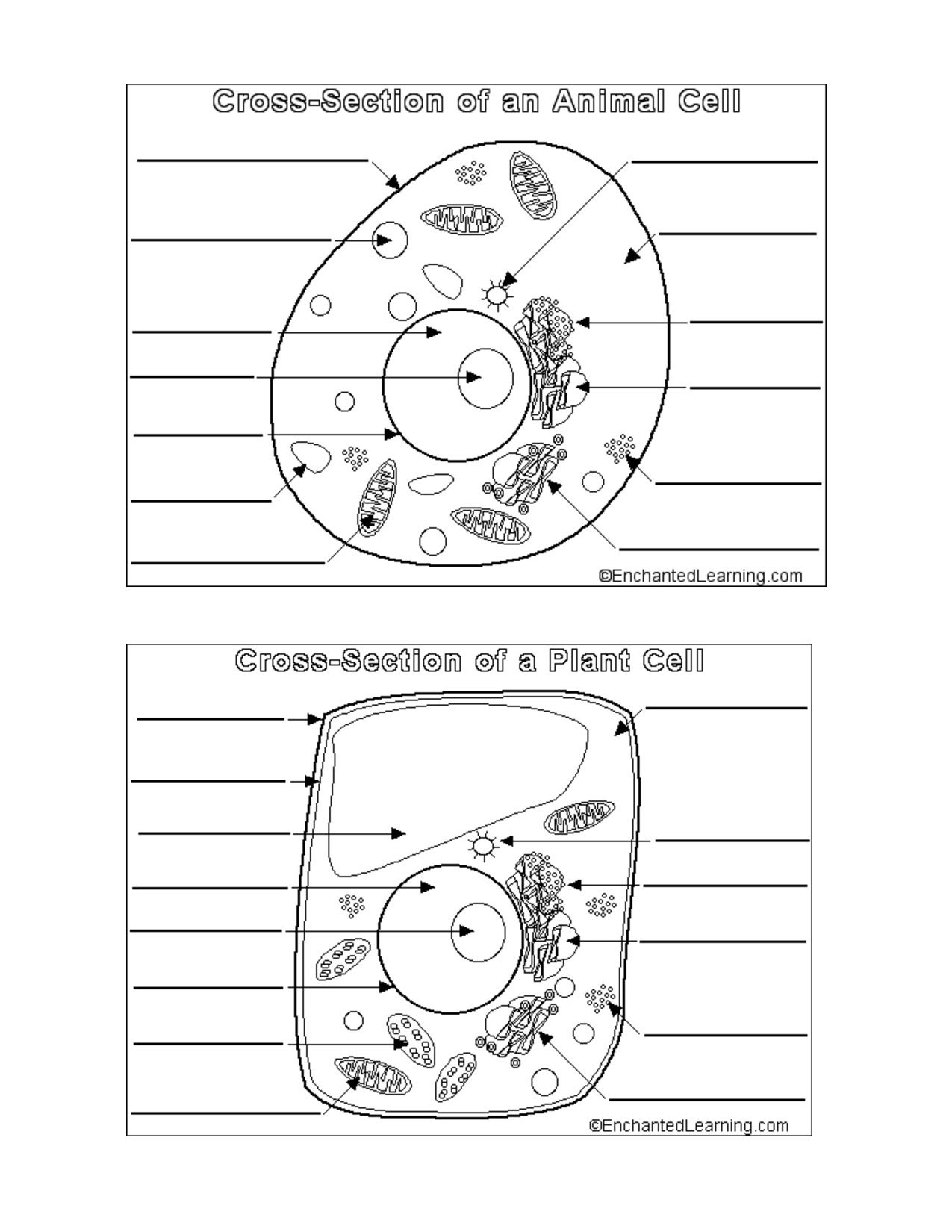 Free Animal Cell Coloring Page Download Free Clip Art Free Clip