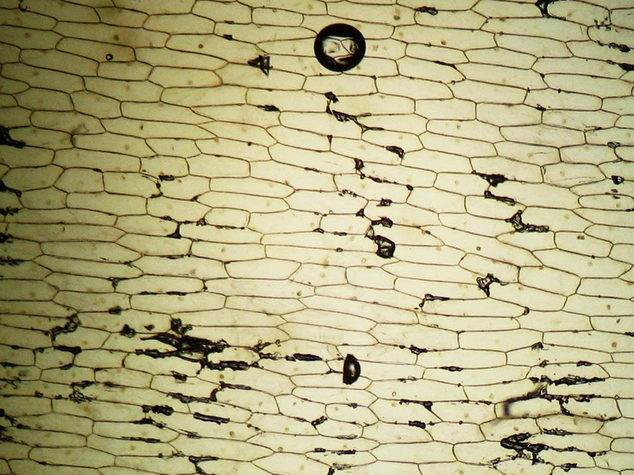 The inner epidermis of the onion bulb’s cataphylls (the onion skin).