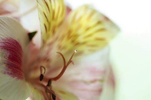 nectar