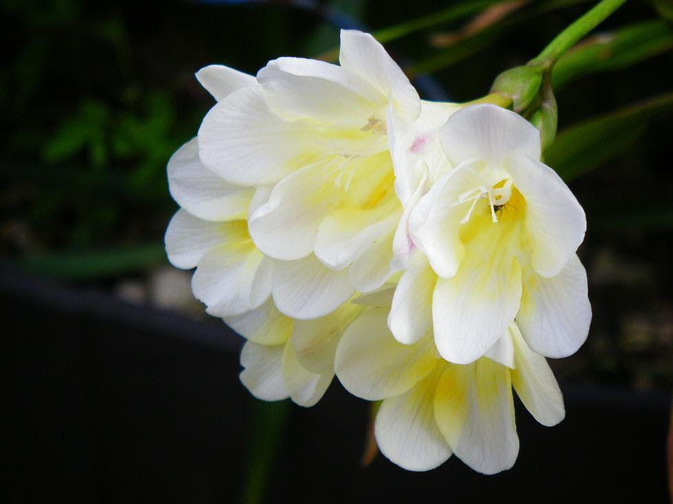 フリージア白 幸せ芝居