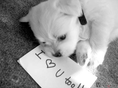 cute i love you puppy