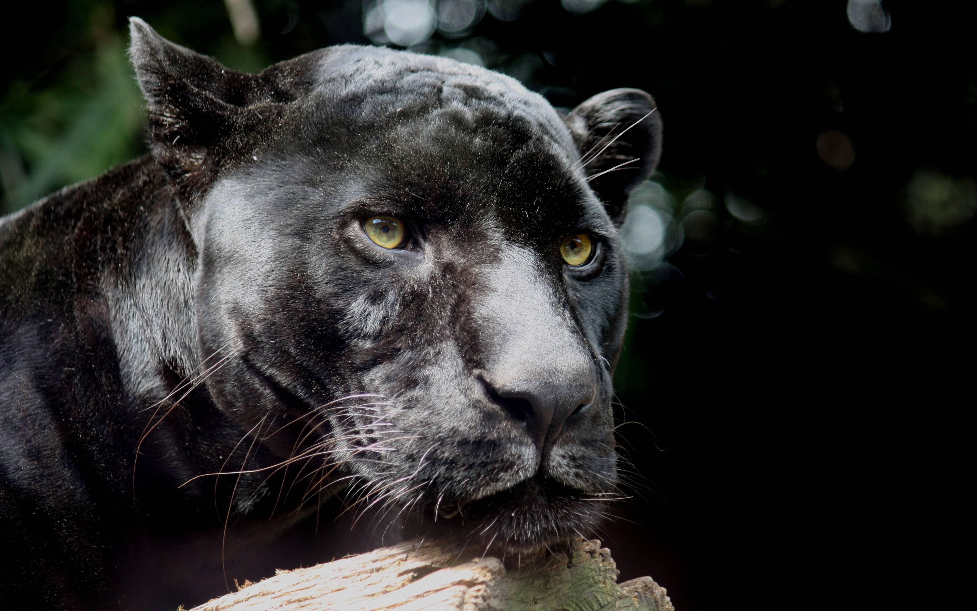  Black  Jaguar  Wallpapers  Wallpaper  Cave