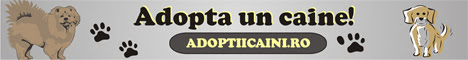 Adoptii caini