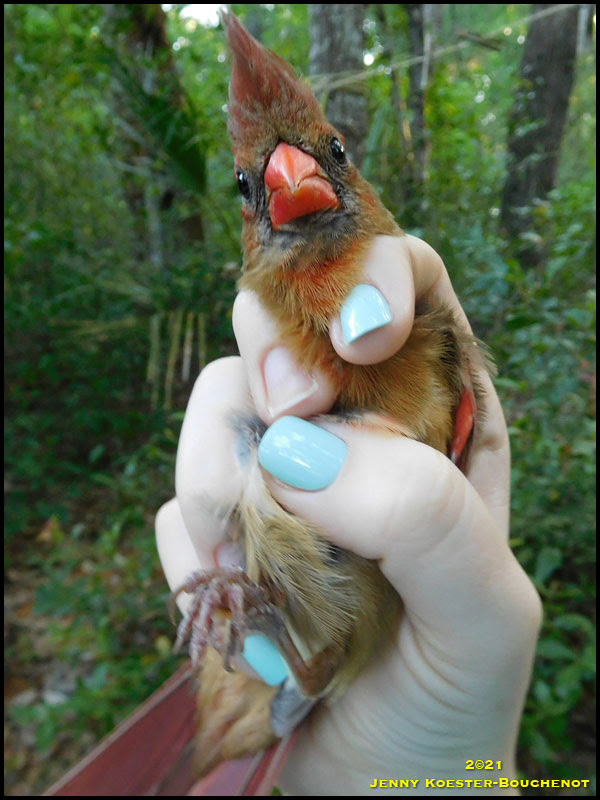 Northern Cardinal
