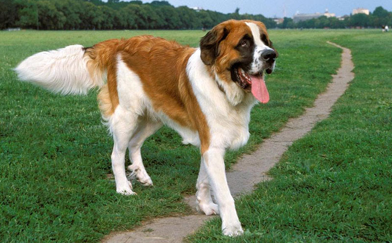 武汉市养犬管理服务信息系统