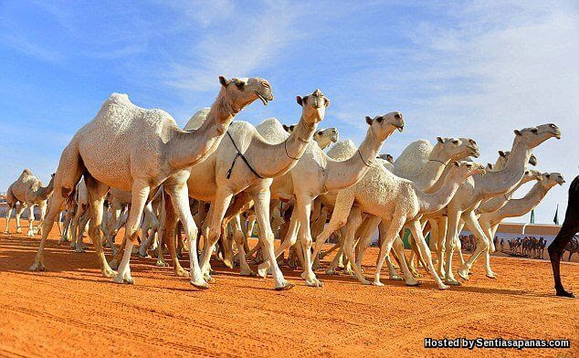 Festival Unta Raja Abdulaziz