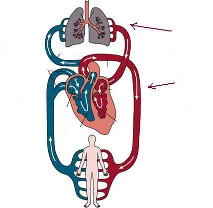 Respiratory System Blank Diagram Free Download Clip Art Free Clipart Best Clipart Best