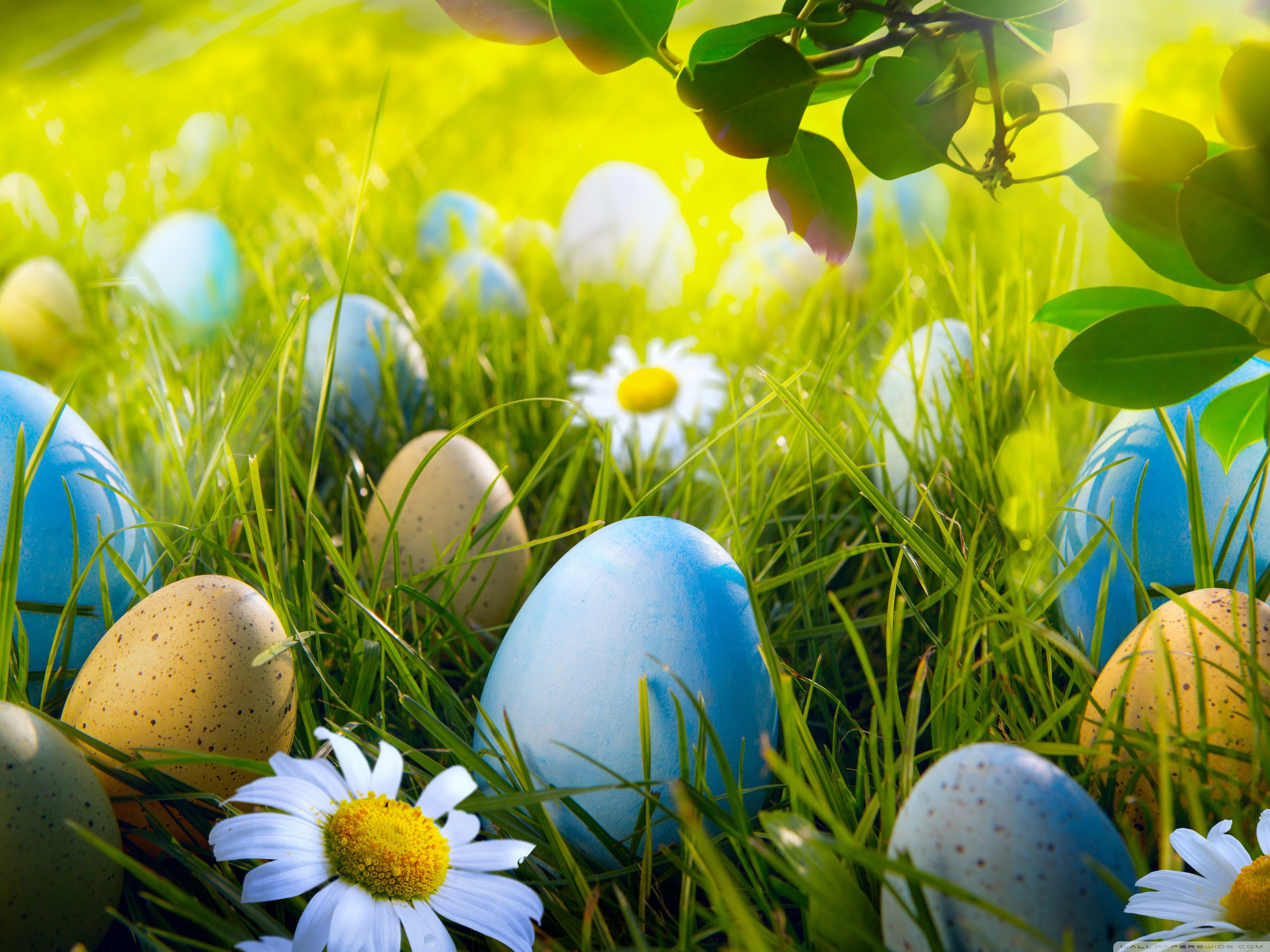 Easter Egg Hunt Ultra Hd Desktop Background Wallpaper For 4k Uhd Tv Tablet Smartphone
