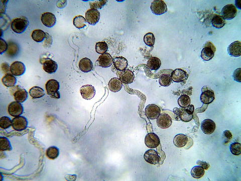 トレニア 花粉管誘導物質の発見