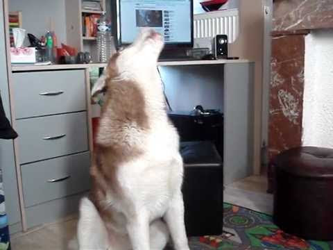 Siberian Husky Song (Part 1/7)