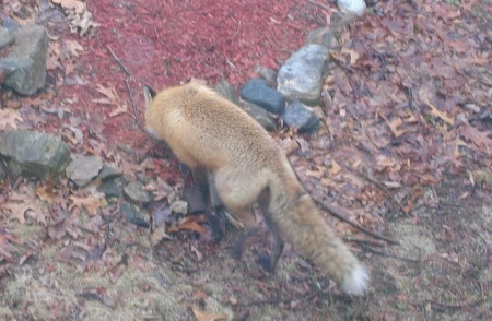 Red Fox