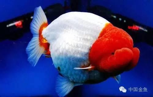 國粹金魚品種介紹之 蘭壽金魚 多圖 每日頭條