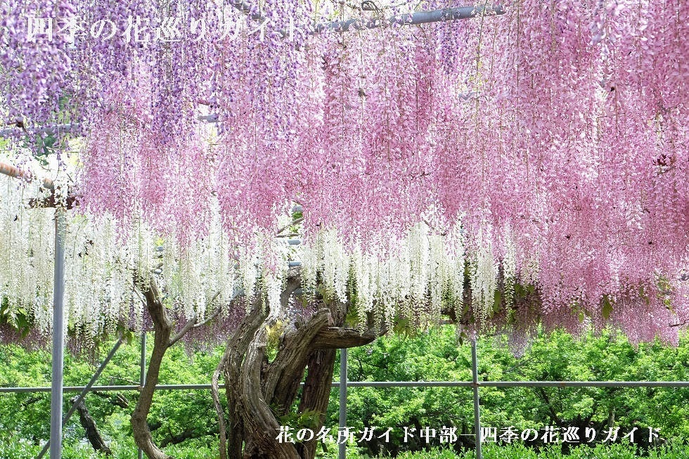 泉龍院 藤の名所