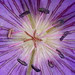 Geranium ibericum close-up