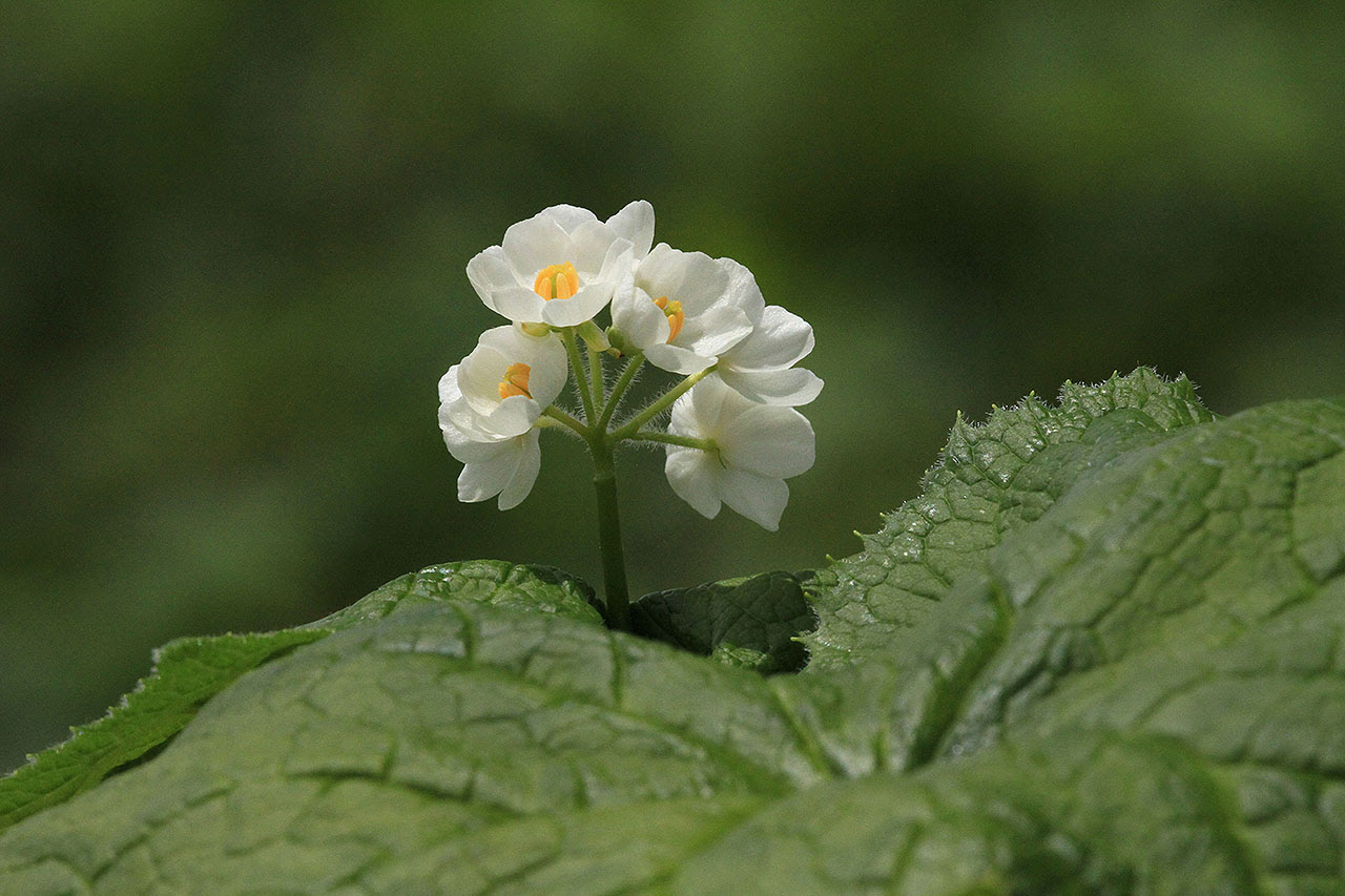 山野草壁紙 サンカヨウ