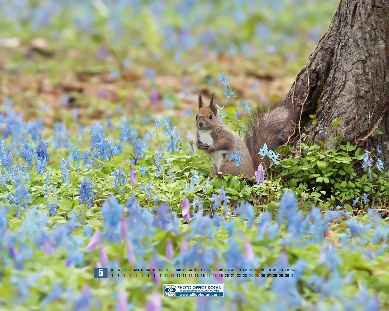 今月のプレゼント壁紙 14年5月 エゾリス Photo Office Kotan