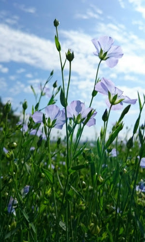 Ama Kotani Agri