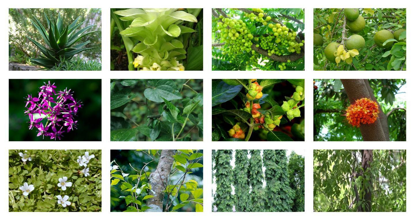 herbal medicinal plants