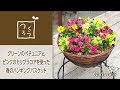 カリブラコア 寄せ 植え 565439