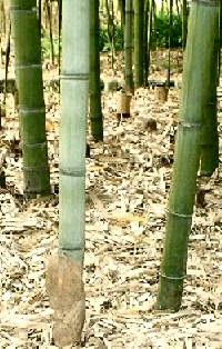 主な竹の種類 林野庁
