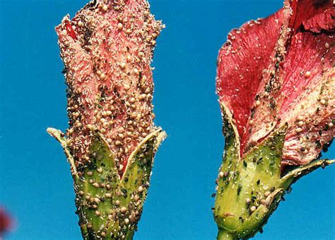 Fuzzy white mold won't kill your seedlings, but it is a sign that something's wrong. Cowpea Aphid - Aphis craccivora