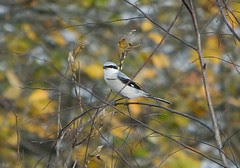 Great Grey Shrike