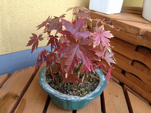 もみじ盆栽の育て方 剪定や水やり 観葉植物ブログ緑組 植物の育て方