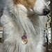 dog tags