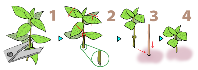 ペンタスの育て方 ヤサシイエンゲイ