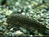 水生生物の飼育環境を考える プレコ飼育