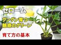 【人気ダウンロード！】 観葉植物 植え替え 冬 154883-観葉植物 植え替え 冬 室内