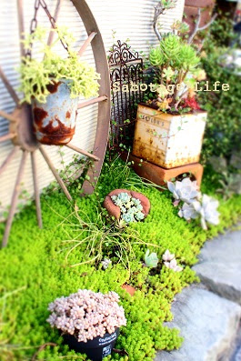 セダム花壇 Sabotage Life