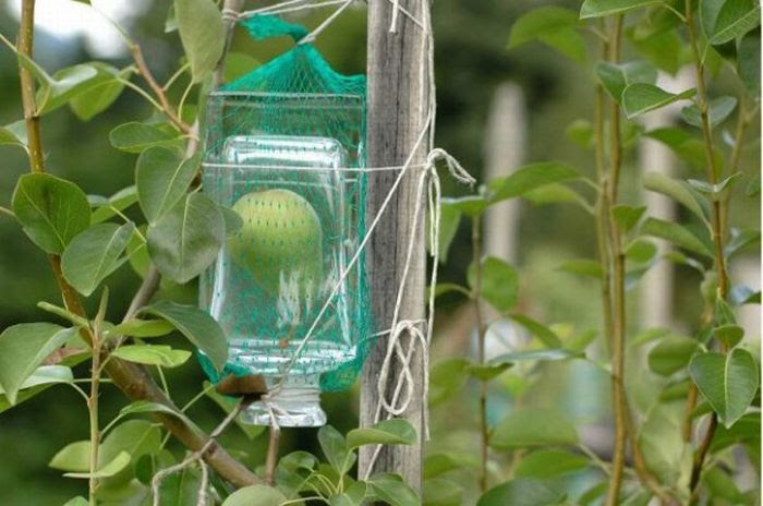Pears in the Bottle (9 pics)