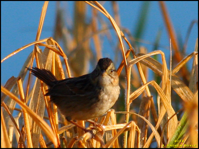 Swamp Sparrow