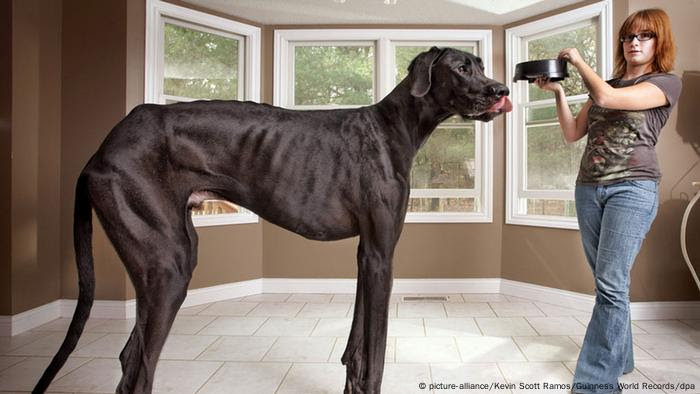 Größter Hund der Welt gestorben