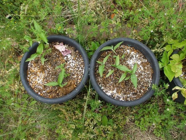 ツユクサとフキと 植物のつくりとはたらき おもしろ理科 Preparation Assistant For Scientific Experiments And Observations