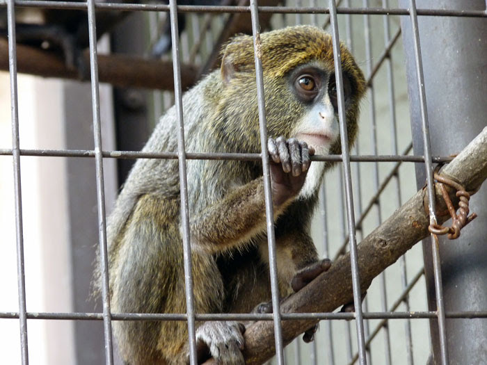 動物園の猿の写真素材フリー 高画質