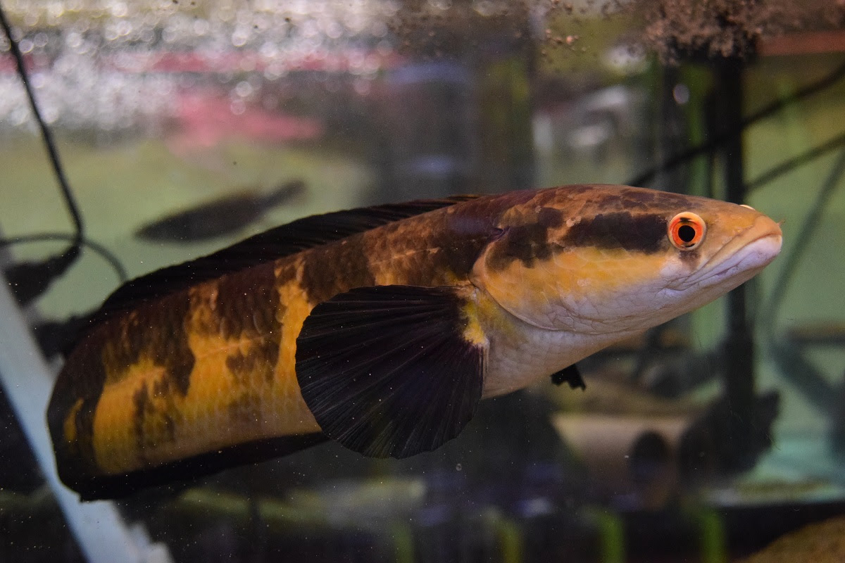 本日の入荷 静岡市の熱帯魚専門店 大型魚 古代魚 珍魚 World Rivers