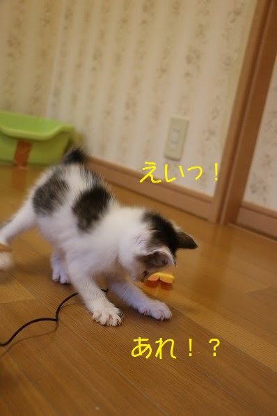4_201605310129498c2.jpg