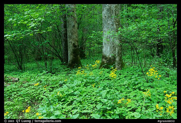 Picture/Photo: Yellow flowers on forest floor, Greenbrier ...